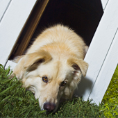 Top Summer Traumas for Pets and How to Weather Them
