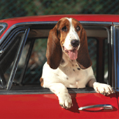 Planes, Trains and Automobiles: Traveling Safely with Your Pets