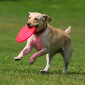 Tips for Summer Pet Care