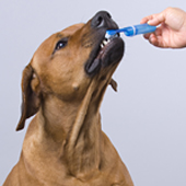 Brush Up on Pet Dental Care