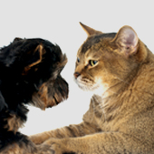 Jealousy: When Pets Come Between Partners