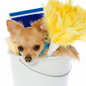Spring Cleaning for Pet Owners