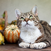 Pet-Safe Holiday Food and Decorations