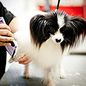 Tips From a Groomer